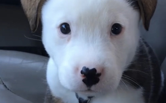 Theta Labs will help Pet Collective make super fans out of pet video watchers